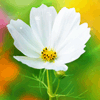 <a href='/e/space/?userid=3038' target='_blank'>qyiaou</a>