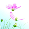 <a href='/e/space/?userid=3038' target='_blank'>qyiaou</a>